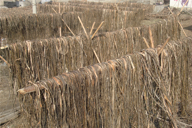 宣纸的主要原材料之一&mdash;&mdash;青檀皮