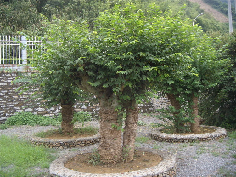 皮草佳料源自天地恩泽&mdash;&mdash;青檀数丰姿